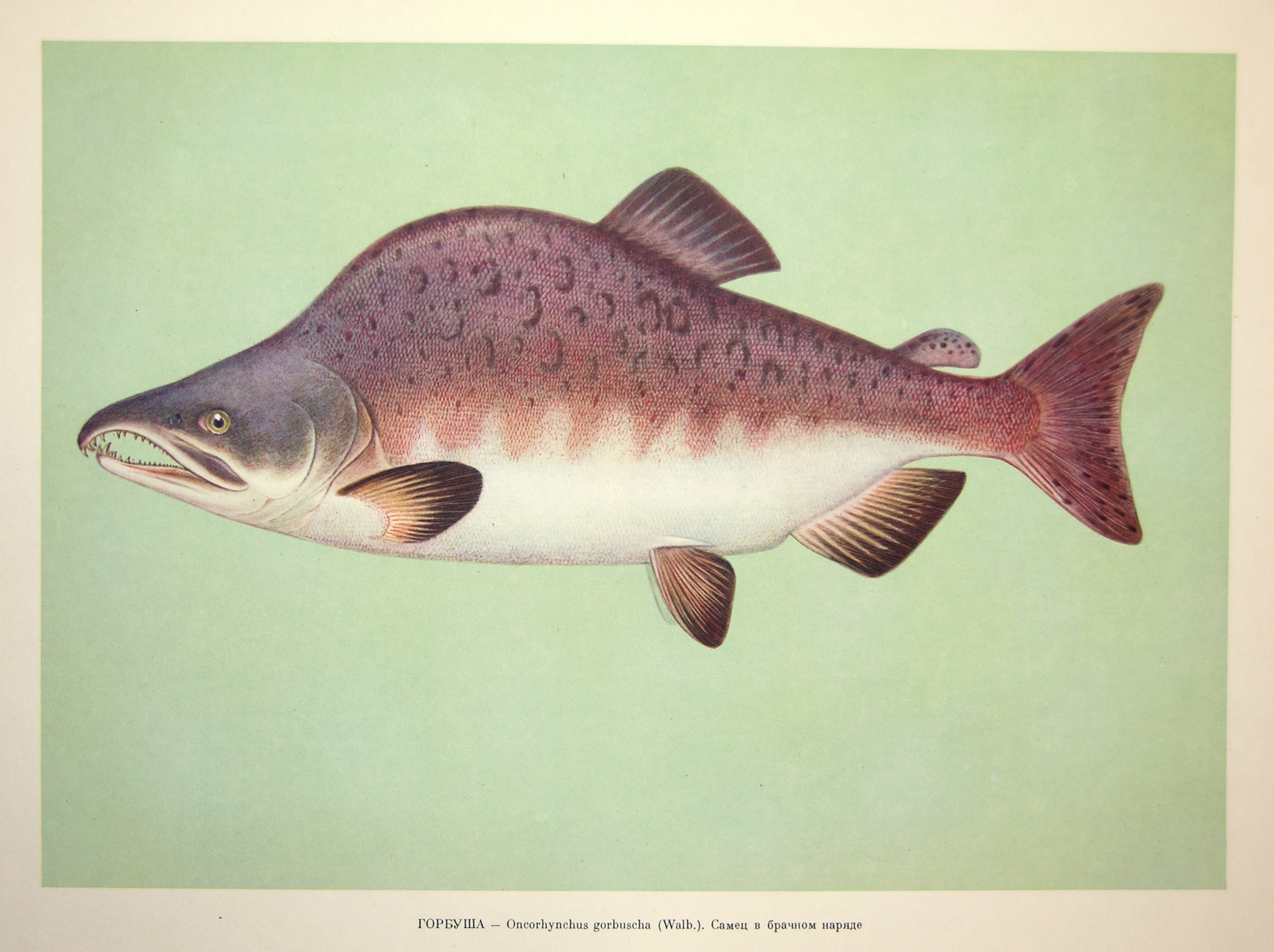 Горбуша Oncorhynchus gorbuscha (Walbaum)